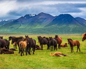 islandshästar, fjäll, Island