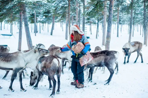 raidu, möte med renar, kiruna