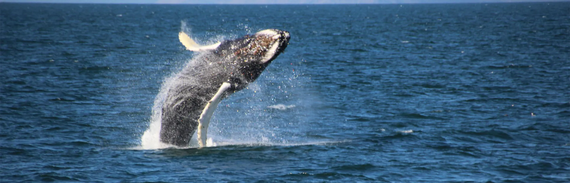 whale watching, iceland