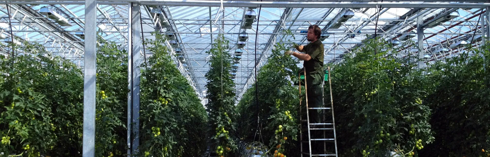 Fridheimar, tomatoes, iceland